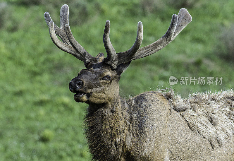 雄性落基山麋鹿(Cervus elaphus)是在落基山脉和黄石国家公园发现的麋鹿亚种。天鹅绒的鹿角。